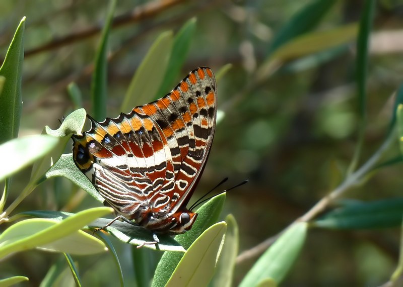 Charaxes jasus II generazione